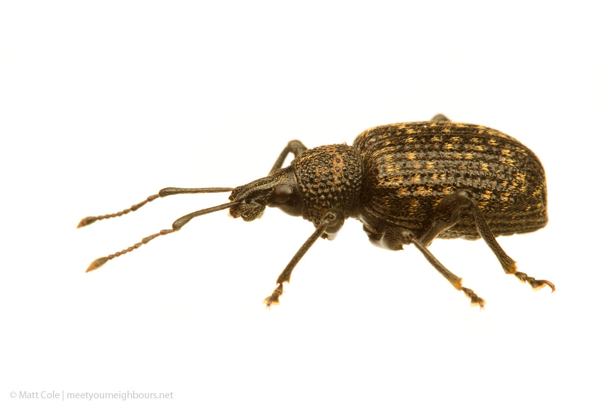 MYN Vine Weevil